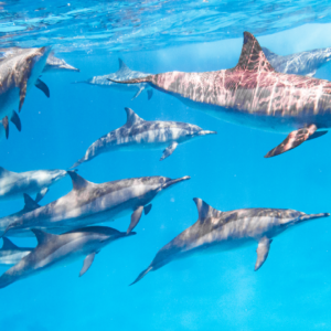 AFTER HOURS ACUTE (Normal business hours are 10AM-6PM Central)